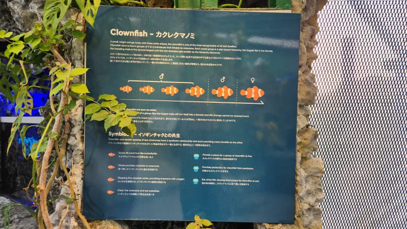 Educational sign about clownfish at Yomitan Coral Farm in Okinawa