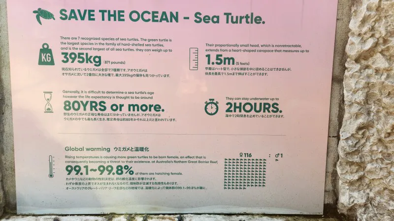 Educational sign about sea turtles at Yomitan Coral Farm in Okinawa