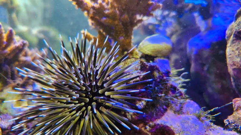 Close-up of a sea urchin among corals at Yomitan Coral Farm