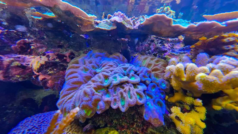Colorful coral reef display with vibrant marine life at Yomitan Coral Farm