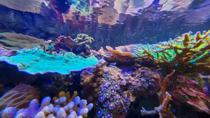 Vibrant coral reef with blue and purple corals at Yomitan Coral Farm
