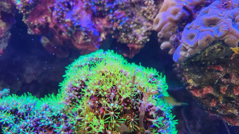 Bright green coral cluster inside aquarium at Yomitan Coral Farm