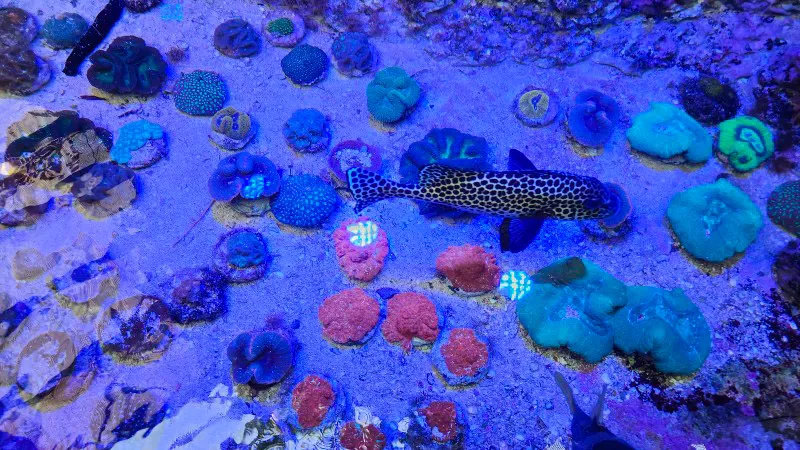 Coral reef display with tropical fish at Yomitan Coral Farm