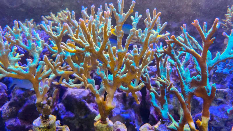 Branching coral colony in aquarium at Yomitan Coral Farm