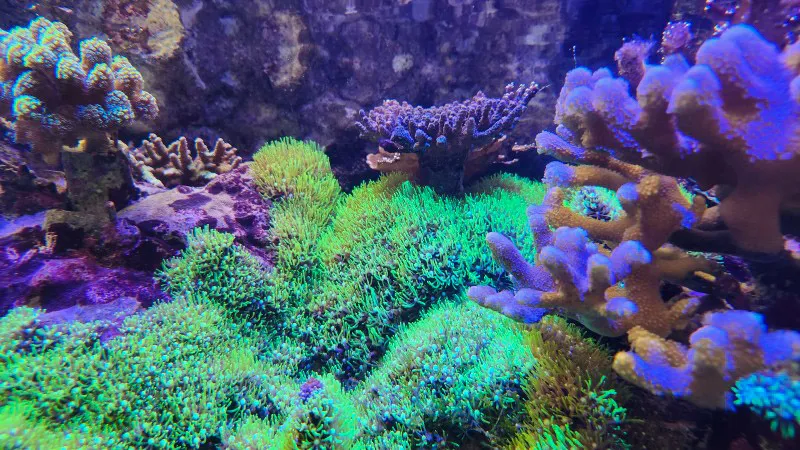 Bright green coral field with branching corals at Yomitan Coral Farm