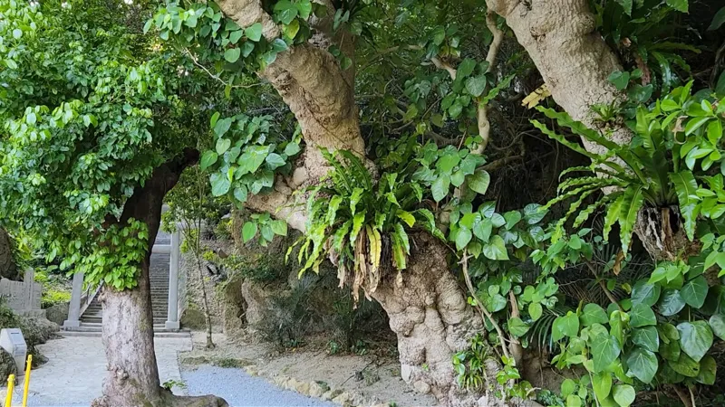 Grand arbre noueux recouvert de fougères et de feuilles vertes à Hamahigajima