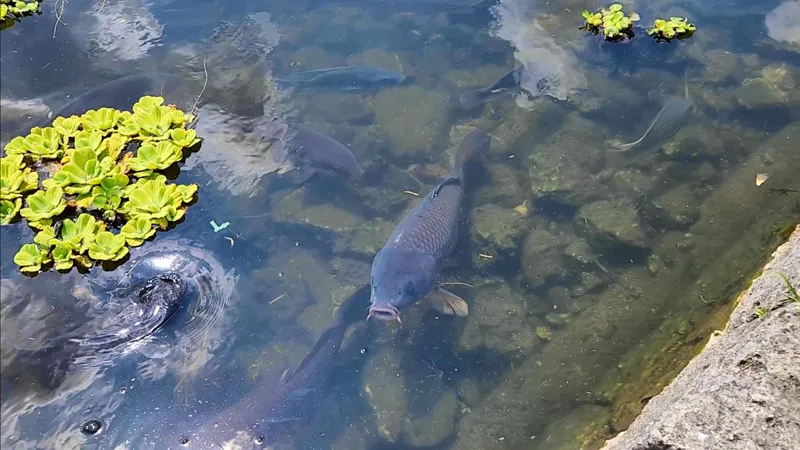 Carps swimming in the pond at Kitanakagusuku Sports Park Okinawa