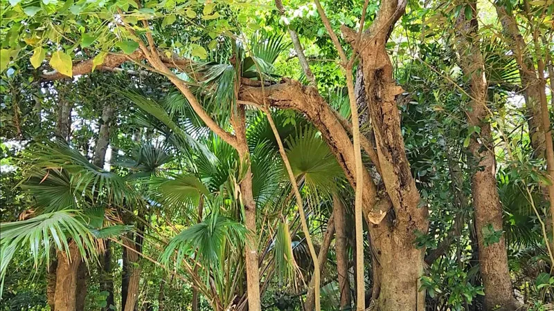 Dense tropical vegetation at Kitanakagusuku Sports Park Okinawa