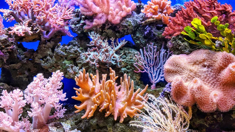 Colorful pink and orange coral reef display at Yomitan Coral Farm