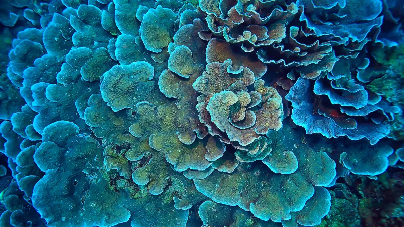 Close-up of blue coral formations at Yomitan Coral Farm