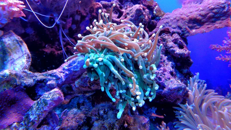 Tentacle coral with green and beige tones at Yomitan Coral Farm