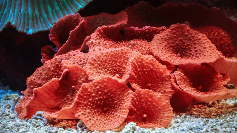 Red coral cluster at Yomitan Coral Farm