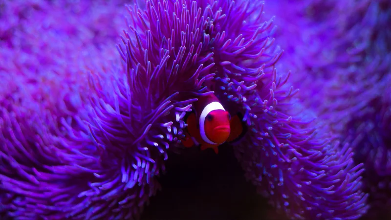 Clownfish hiding in purple sea anemone at Yomitan Coral Farm