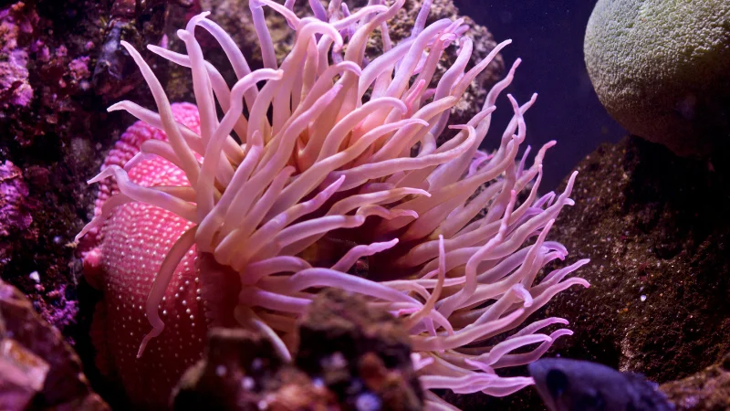Pink sea anemone in aquarium at Yomitan Coral Farm