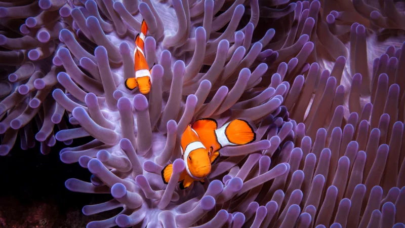 Two clownfish swimming in sea anemone at Yomitan Coral Farm