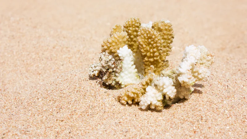 Coral fragment on sandy beach at Yomitan Coral Farm