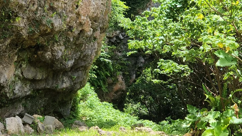 Rocky cliff with dense subtropical vegetation at Nakagusuku Castle ruins