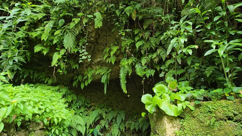 Nozura-zumi stone wall with ferns growing at Nakagusuku Castle ruins