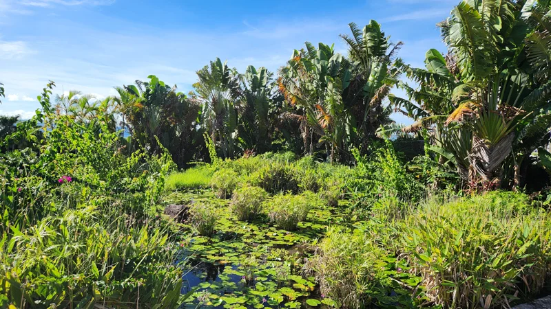 Tropical pond with lily pads and lush greenery