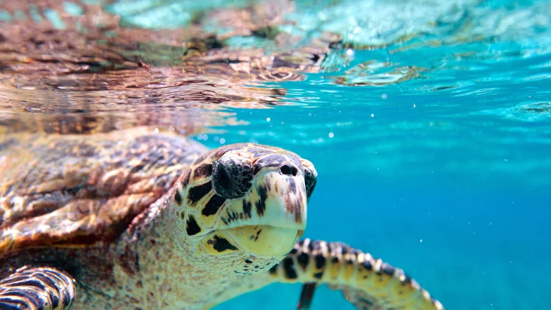 Sea turtle near water surface in Okinawa