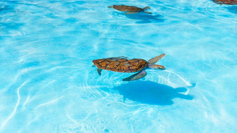 Baby sea turtles swimming in pool