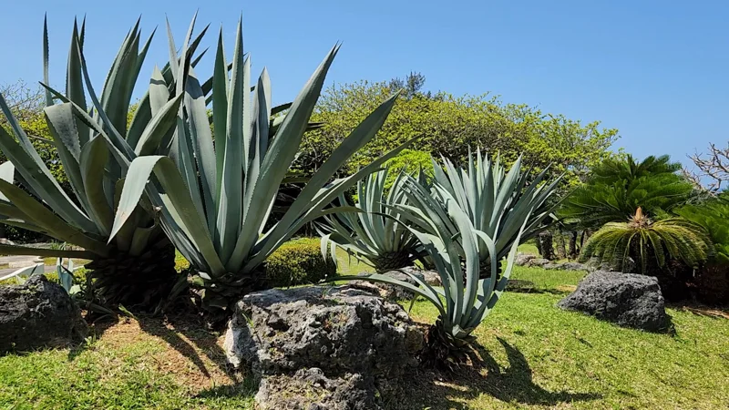Agave plants in Ocean Expo Park garden