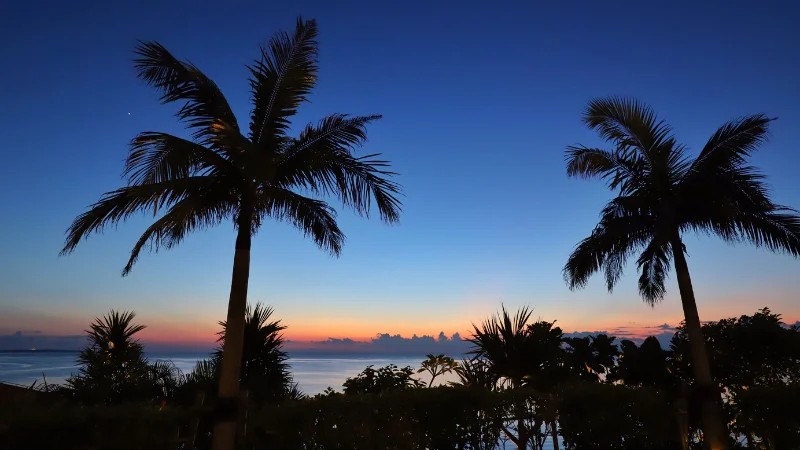 Palm trees at twilight near Ocean Expo Park