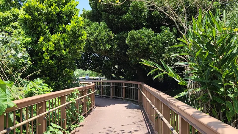 Wooden walkway through tropical vegetation