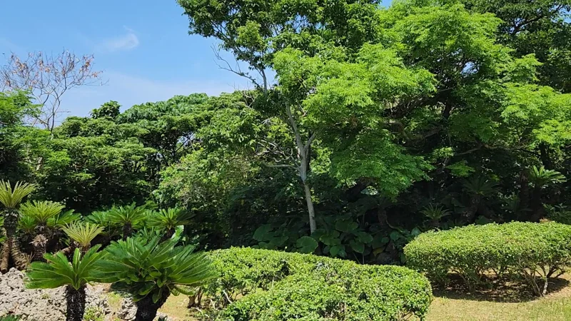Dense tropical greenery at Ocean Expo Park