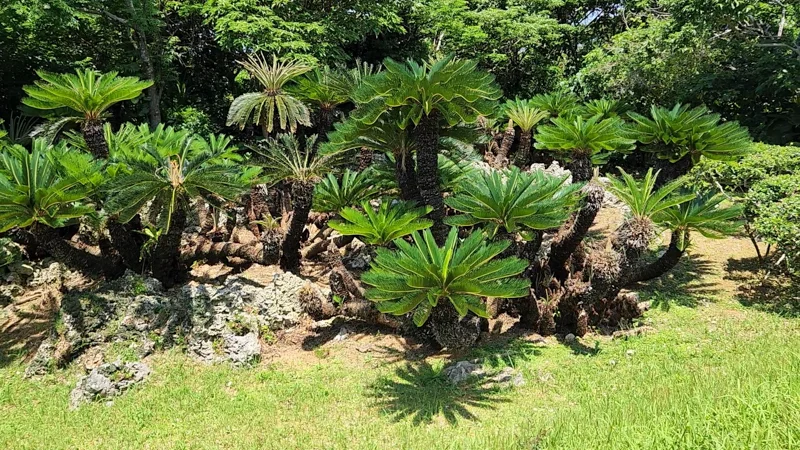 Cluster of cycad plants in Okinawa garden