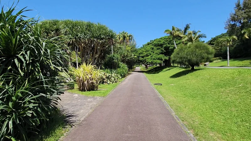 Pathway surrounded by tropical plants in Okinawa