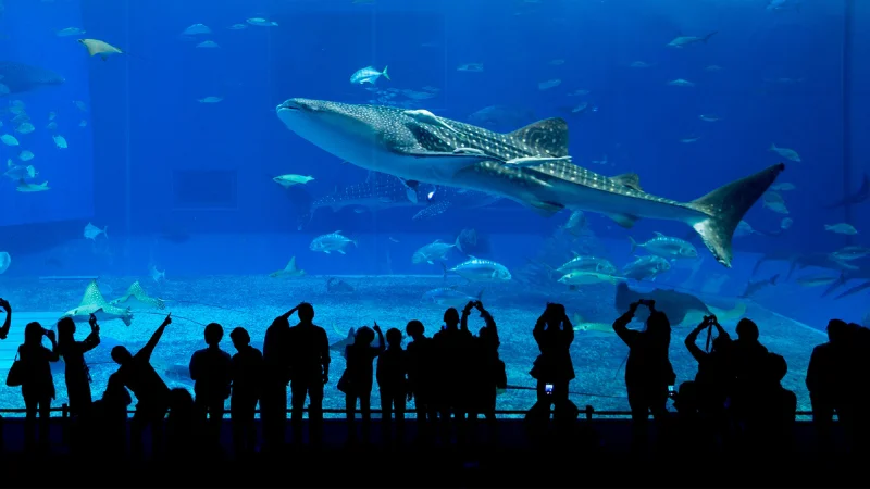 Visitors watching whale shark at Okinawa Churaumi Aquarium