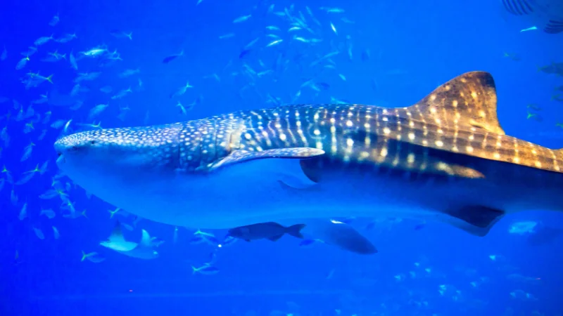 Whale shark swimming in Okinawa Churaumi Aquarium