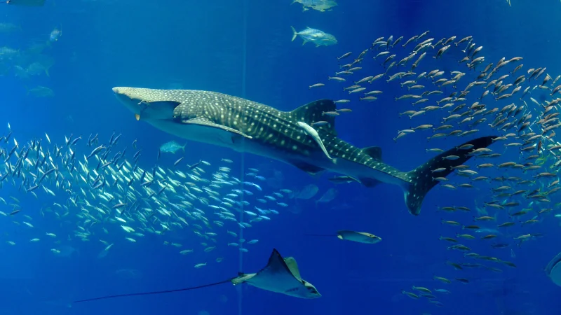 Whale shark surrounded by fish at Ocean Expo Park