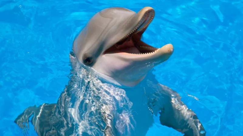 Dolphin with open mouth at Ocean Expo Park