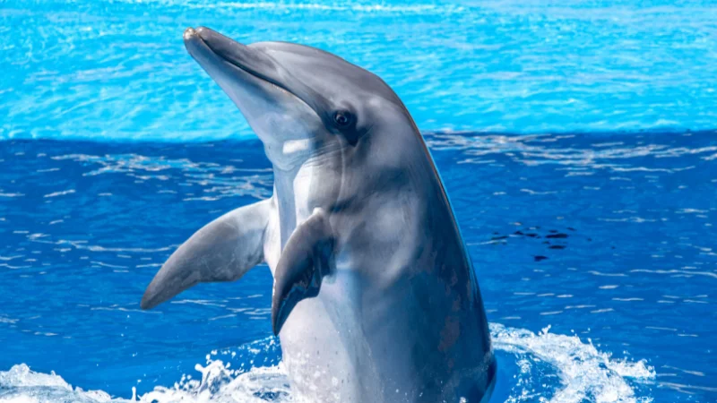 Bottlenose dolphin leaping from water