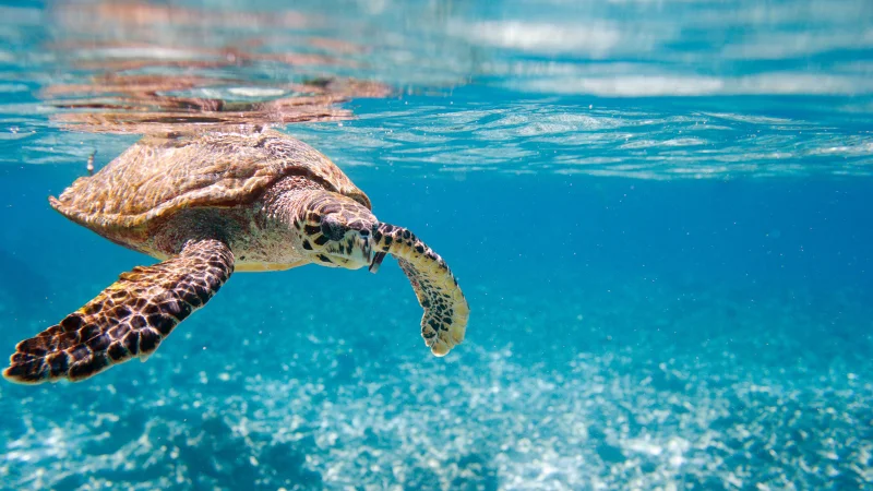 Sea turtle swimming in clear blue water