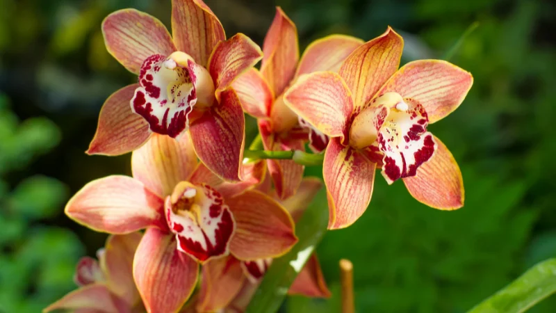 Orange and red Cymbidium orchid at the Tropical Dream Center in Okinawa