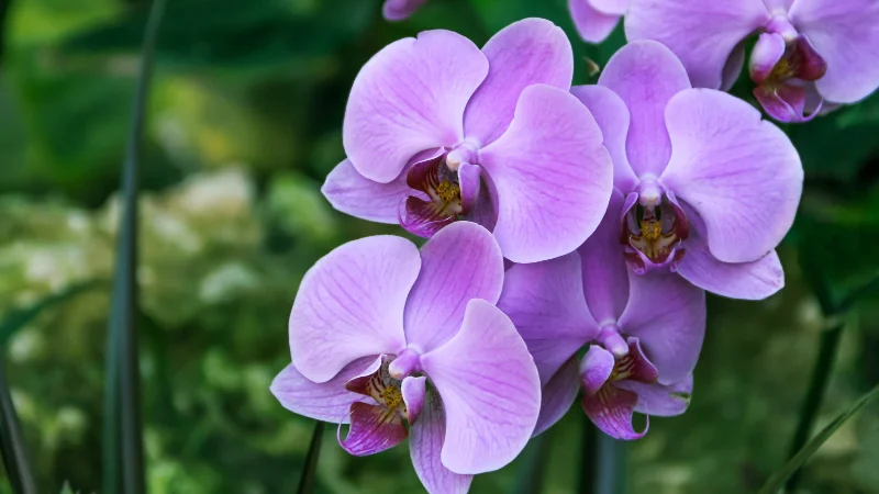 Purple Phalaenopsis orchid in the tropical greenhouse in Okinawa
