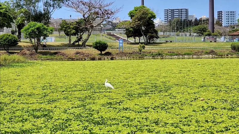 White heron in a green meadow at Kitanakagusuku Sports Park Okinawa