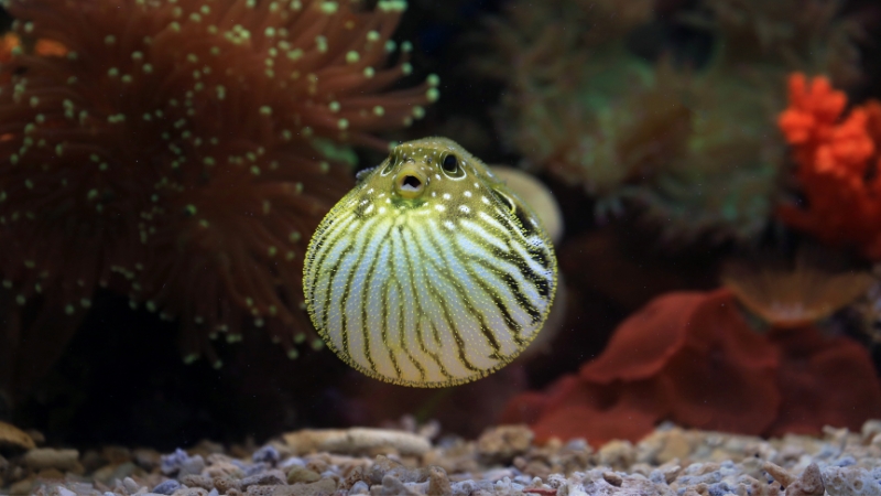 Inflated puffer fish at Okinawa Churaumi Aquarium