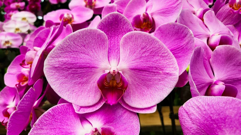 Pink orchid bloom in Ocean Expo Park greenhouse