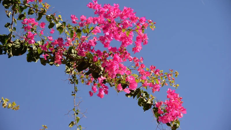 Pink bougainvillea flowers blooming under the blue sky in Okinawa