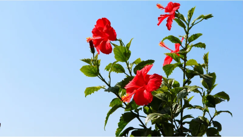 Red hibiscus flowers blooming against a clear blue sky in Okinawa