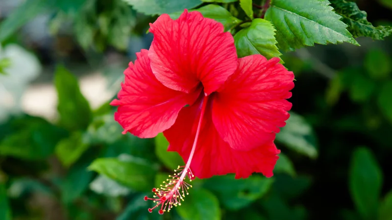 Red hibiscus flower close-up at the Tropical Dream Center in Okinawa
