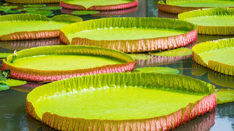 Giant Victoria amazonica water lily pads at the Tropical Dream Center in Okinawa