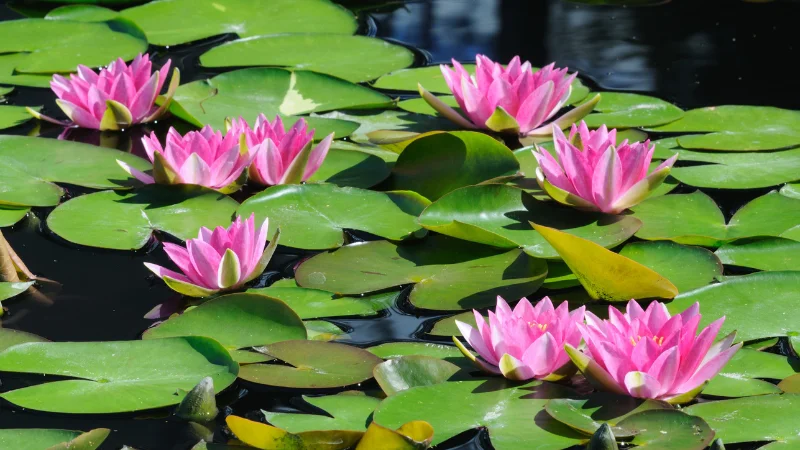 Pink water lilies blooming on the pond at the Tropical Dream Center in Okinawa