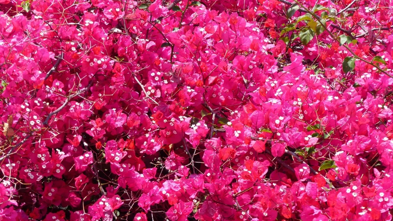 Dense pink bougainvillea bush in full bloom at the Tropical Dream Center in Okinawa