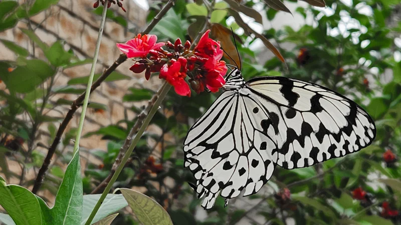 Large white butterfly with black spots on red flowers in Okinawa