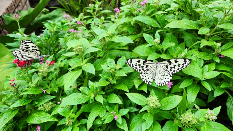 Two black and white butterflies resting among green plants and flowers in Okinawa
